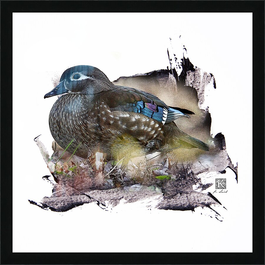 Wood Duck Hen   Picture Frame print