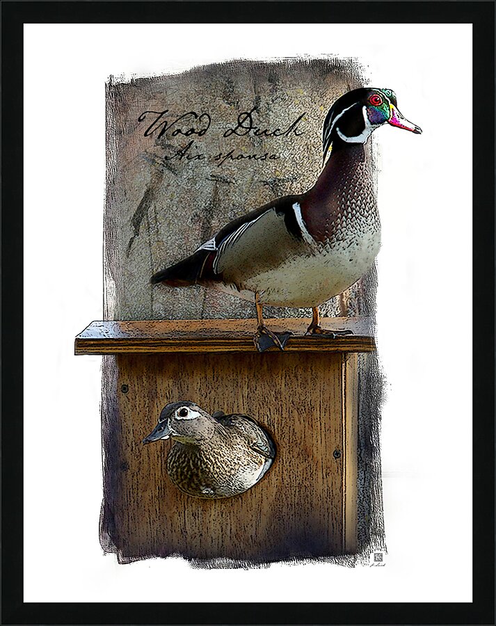 On the Watch - Wood Duck  Picture Frame print