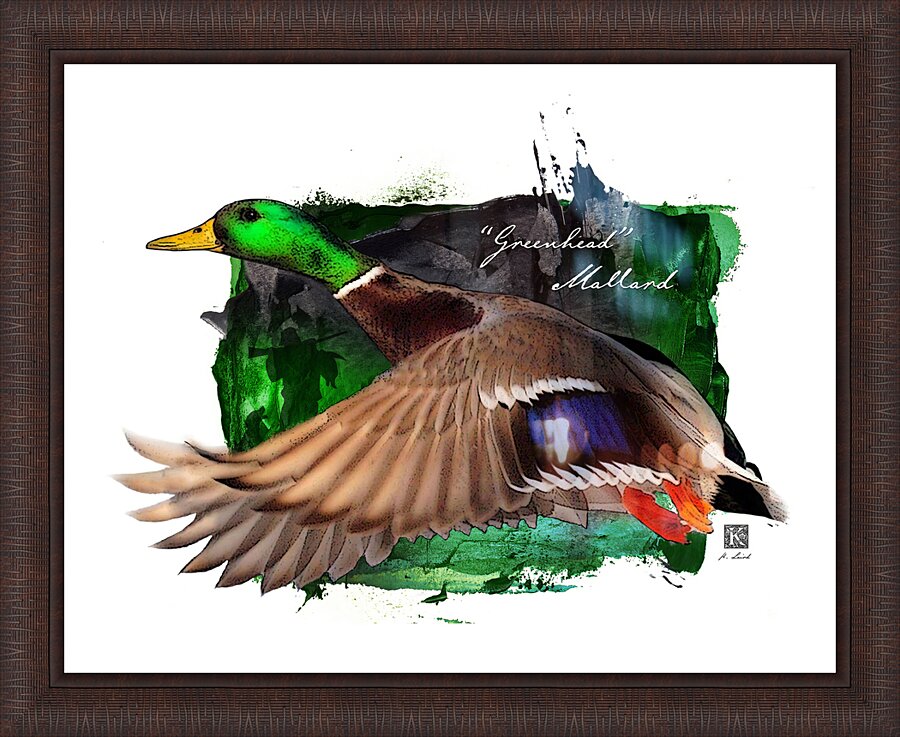 Greenhead in Flight Picture Frame print
