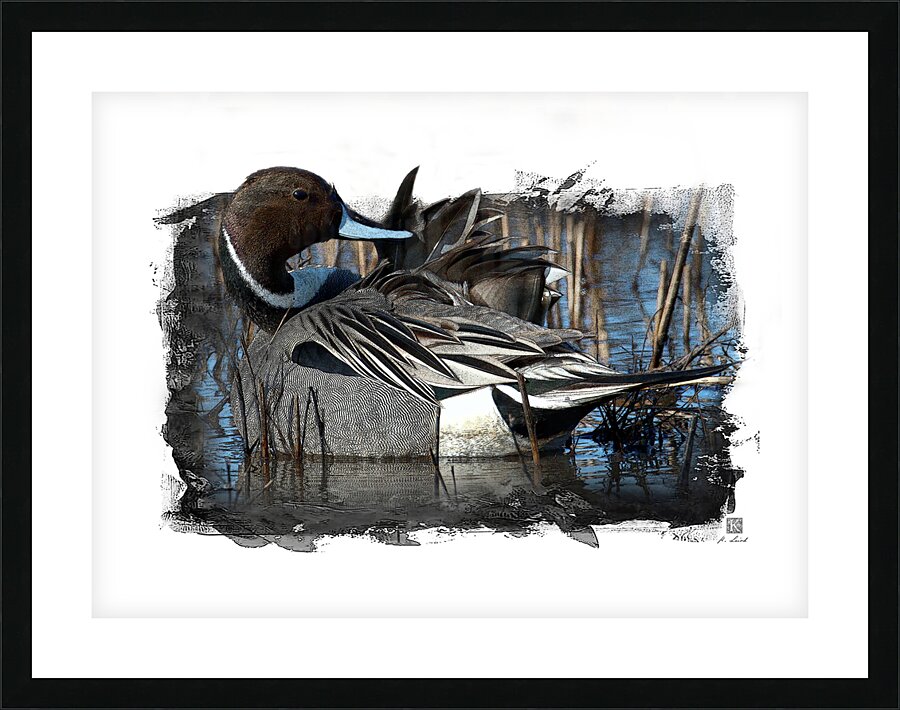 Northern Pintail  Picture Frame print