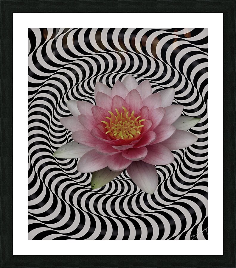 Water Lily in Its Vibrant Glory - Floral Art Print Picture Frame Printing