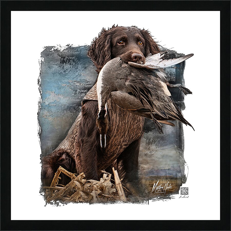 Clyde - Boykin Spaniel  Picture Frame print