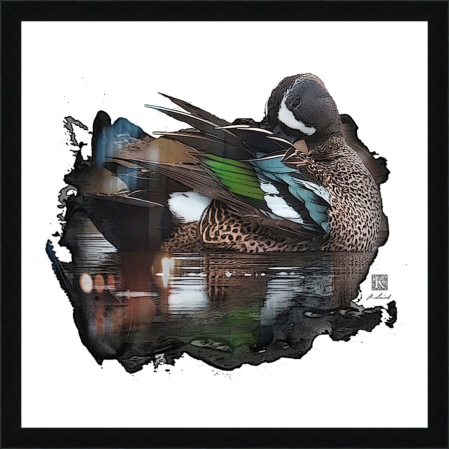 Preening Blue-Winged Teal Picture Frame print