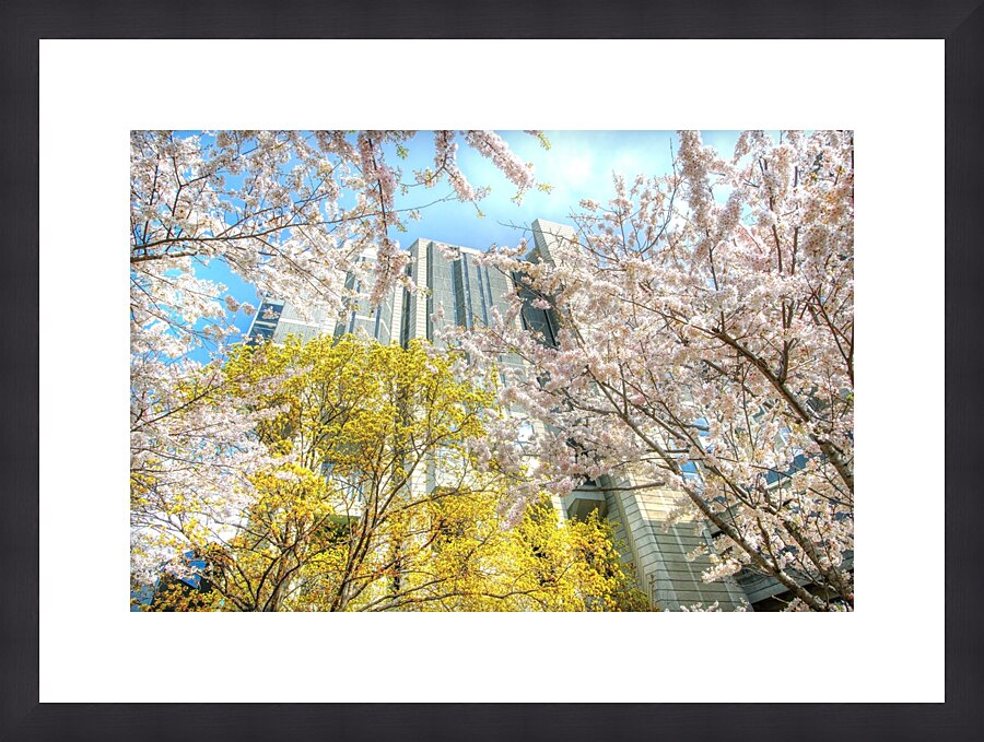 John Roberts Library Cherry Trees Picture Frame print