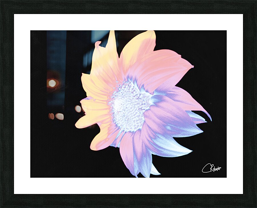 Silver and Pink Sunflower on a Black Background Picture Frame print
