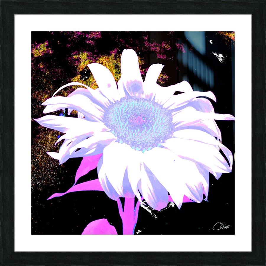 Pink Sunflower on  Dark  Abstract Background Picture Frame print