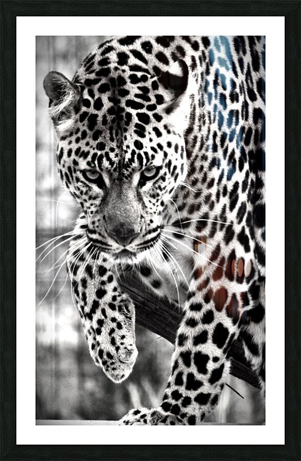Showdown Picture Frame print