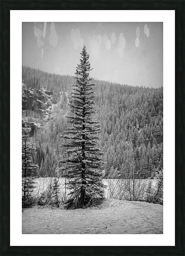 Lone Snowy Pine Picture Frame print