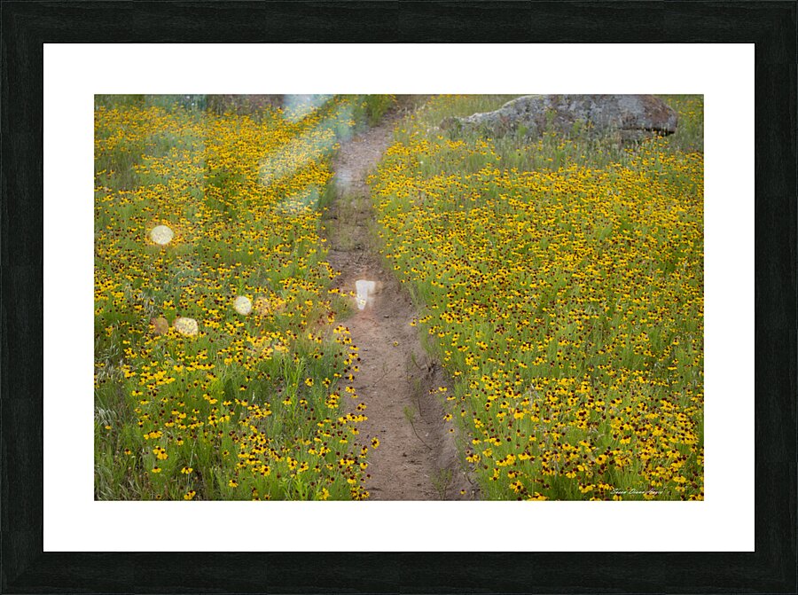 Pathway Series-5 Wichita Mountains Wildflower Path Picture Frame print
