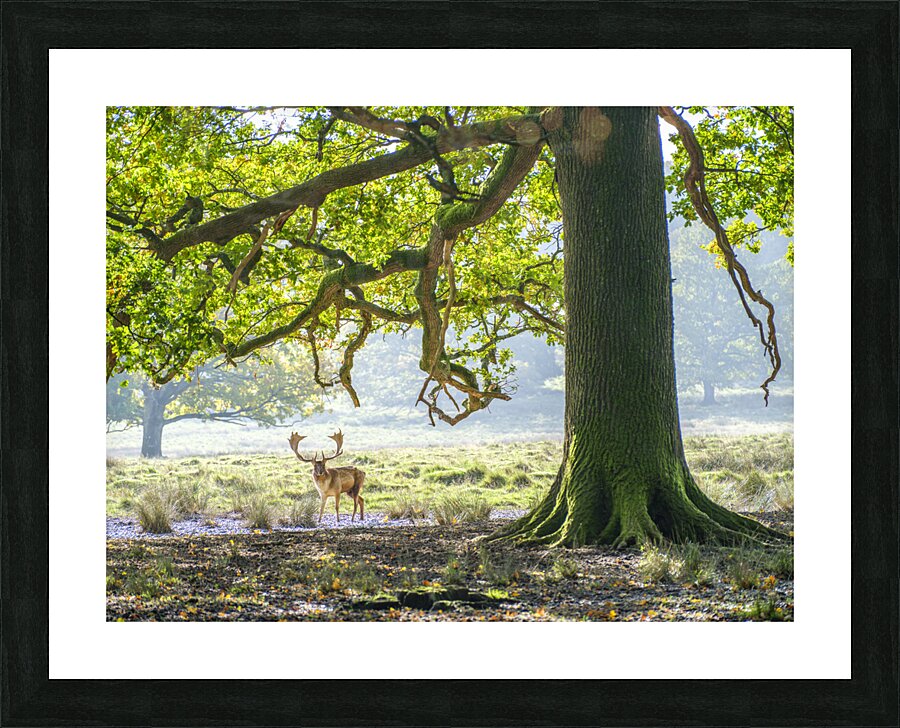  Fine Art print