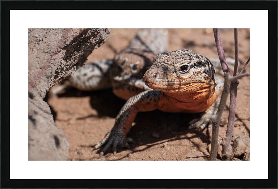 Callopistes maculatus Picture Frame print