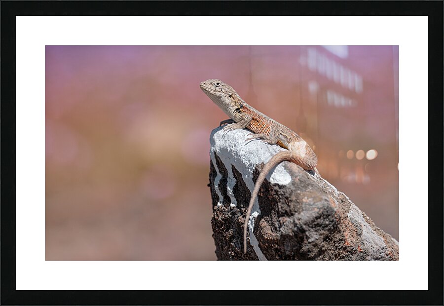 Liolaemus nigromaculatus Picture Frame print