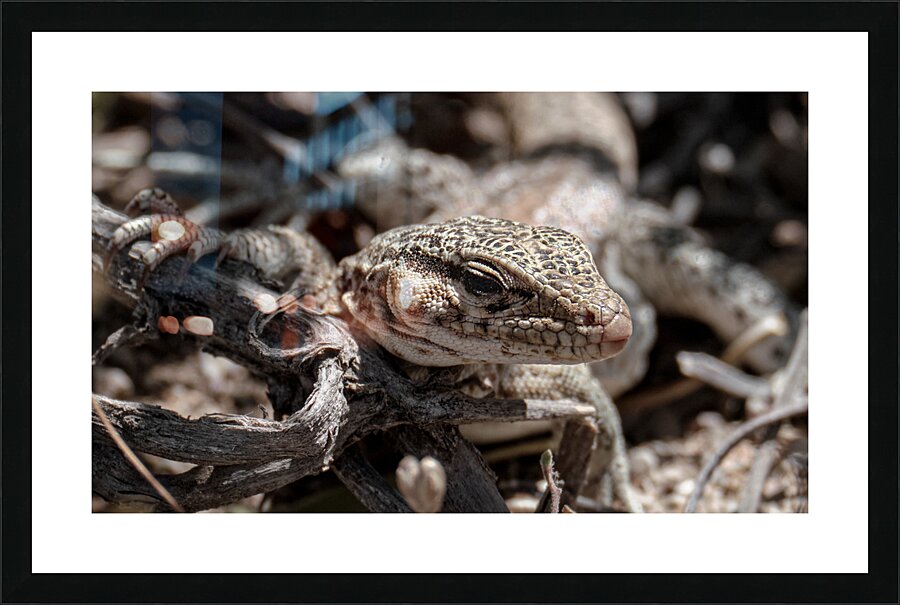 Female maculatus Picture Frame print