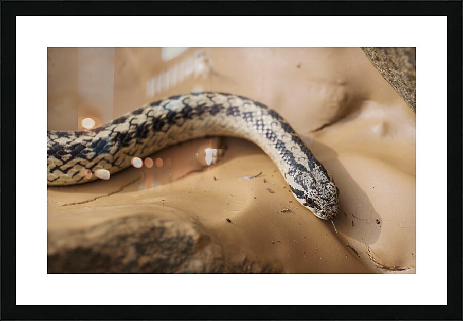 Galvarinus chilensis Picture Frame print