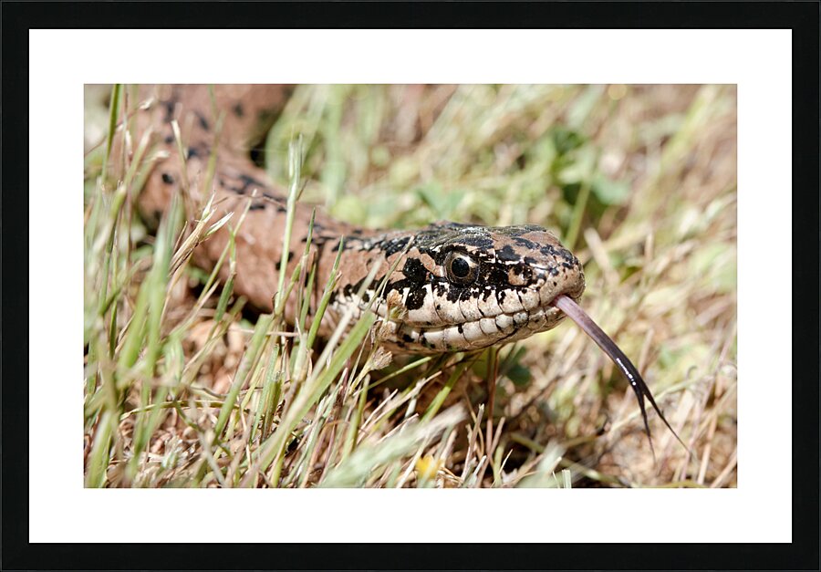 Philodryas chamissonis Picture Frame print