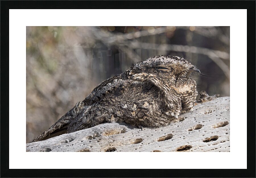 Systellura longirostris Picture Frame print
