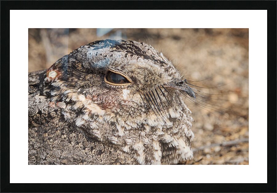 Gallina ciega Picture Frame print