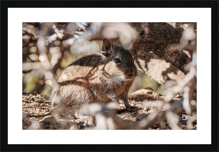 Octodon degus Picture Frame print