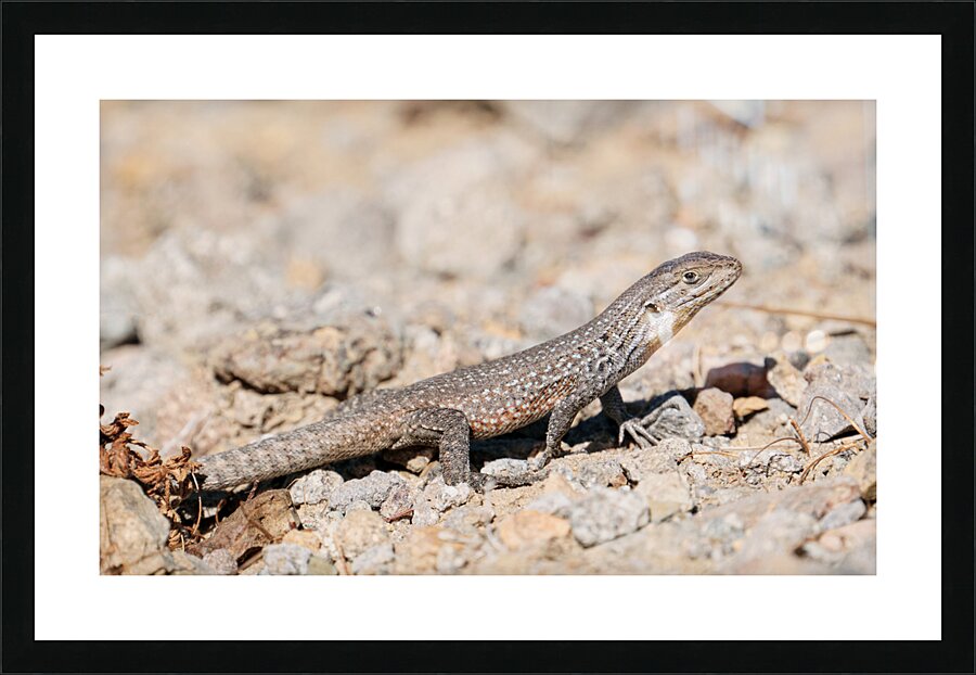 Liolaemus fuscus Picture Frame print