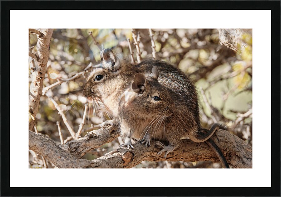 Degu couple Picture Frame print