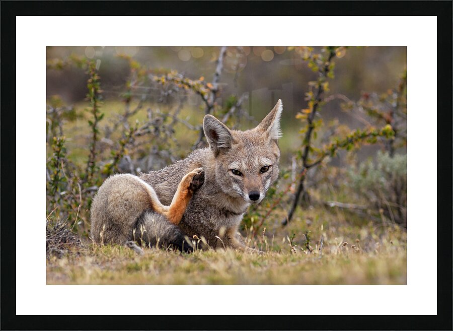 Culpeo Picture Frame print