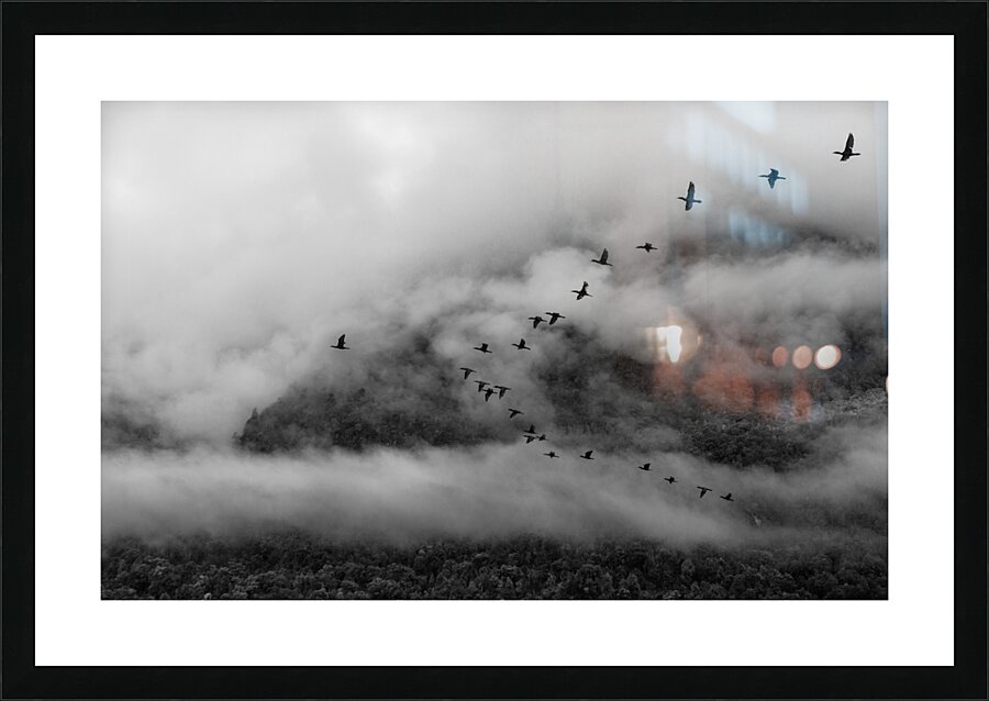 Austral Picture Frame print