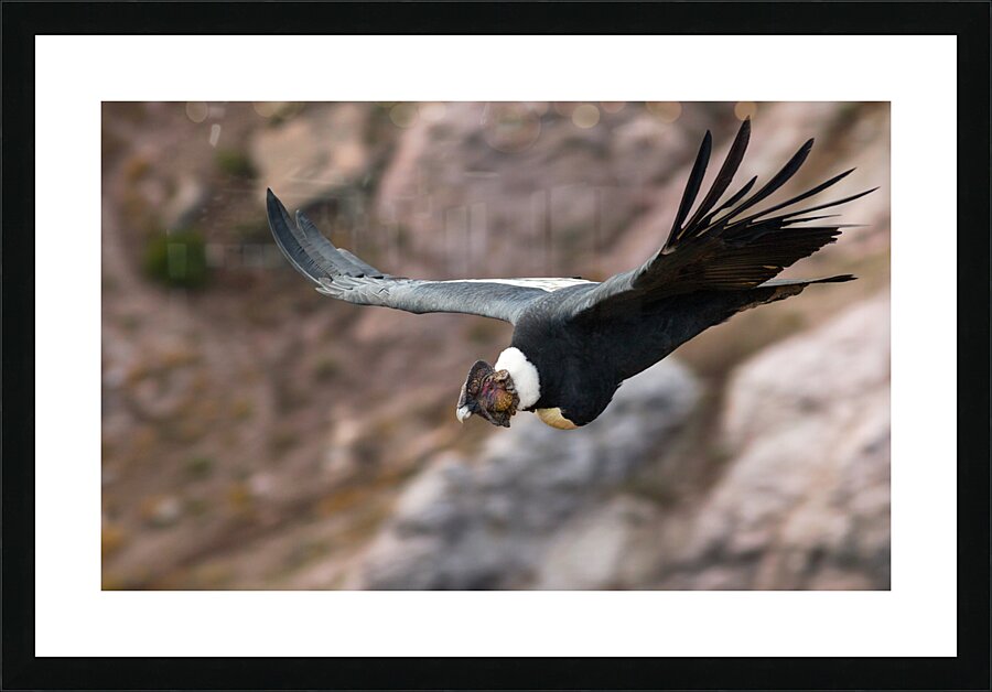 Condor Picture Frame print