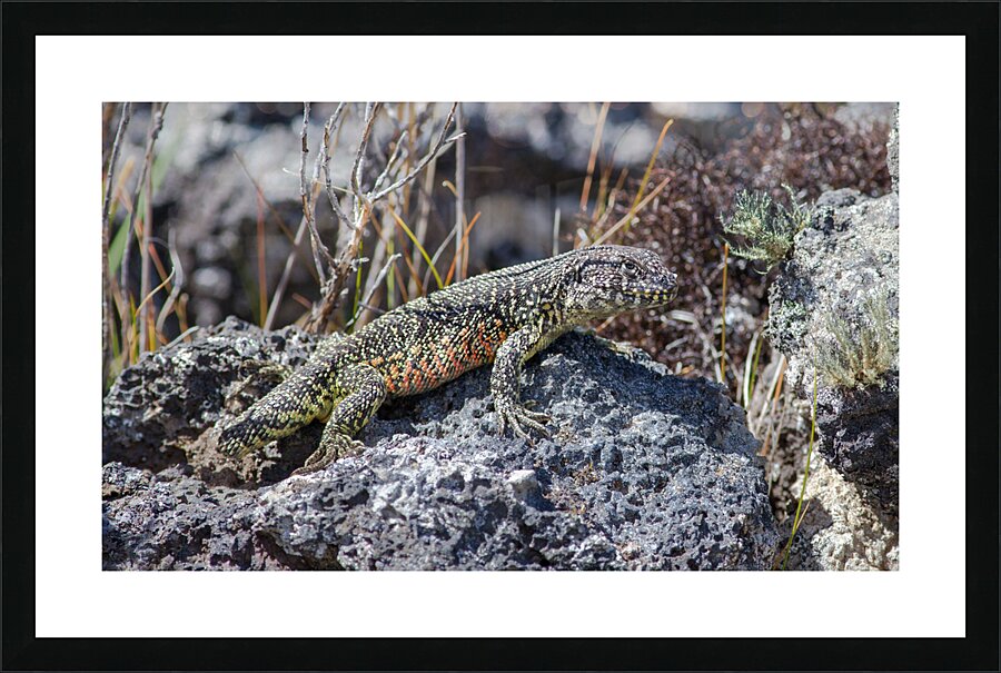 Liolaemus sarmientoi Picture Frame print