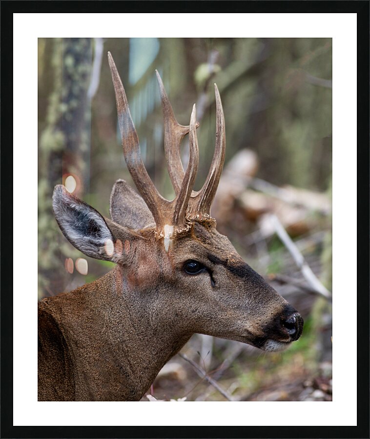 Huemul Picture Frame print