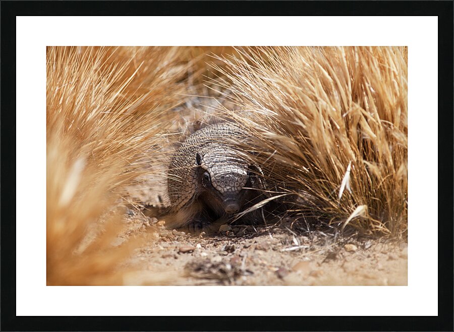 Quirquincho Picture Frame print