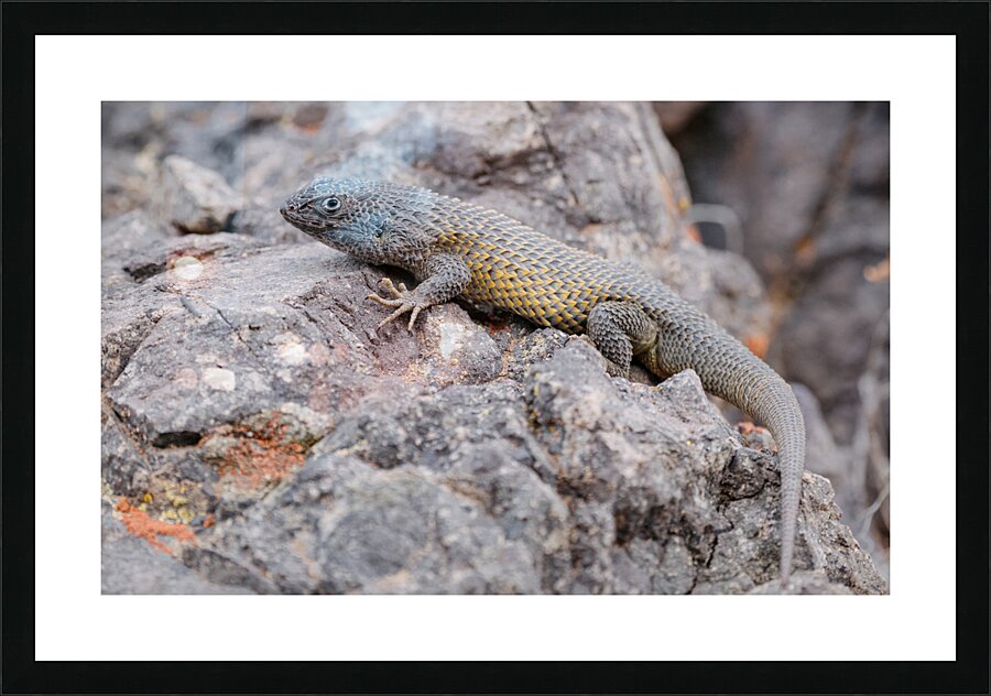 Liolaemus nitidus Picture Frame print