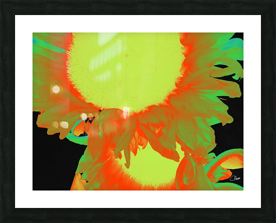   Neon Sunflowers Two in Heatwave Picture Frame print