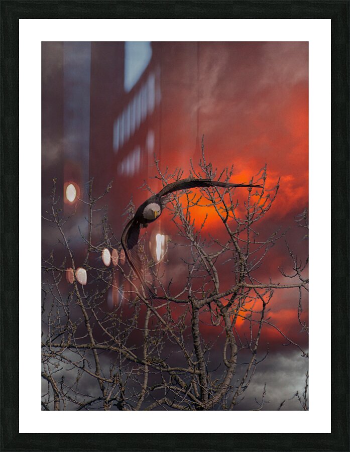 Bald Eagle Red Sky Picture Frame print