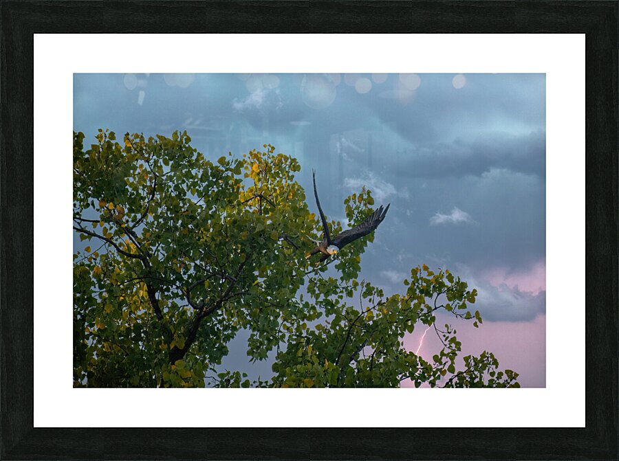 Eagle in the storm Picture Frame print