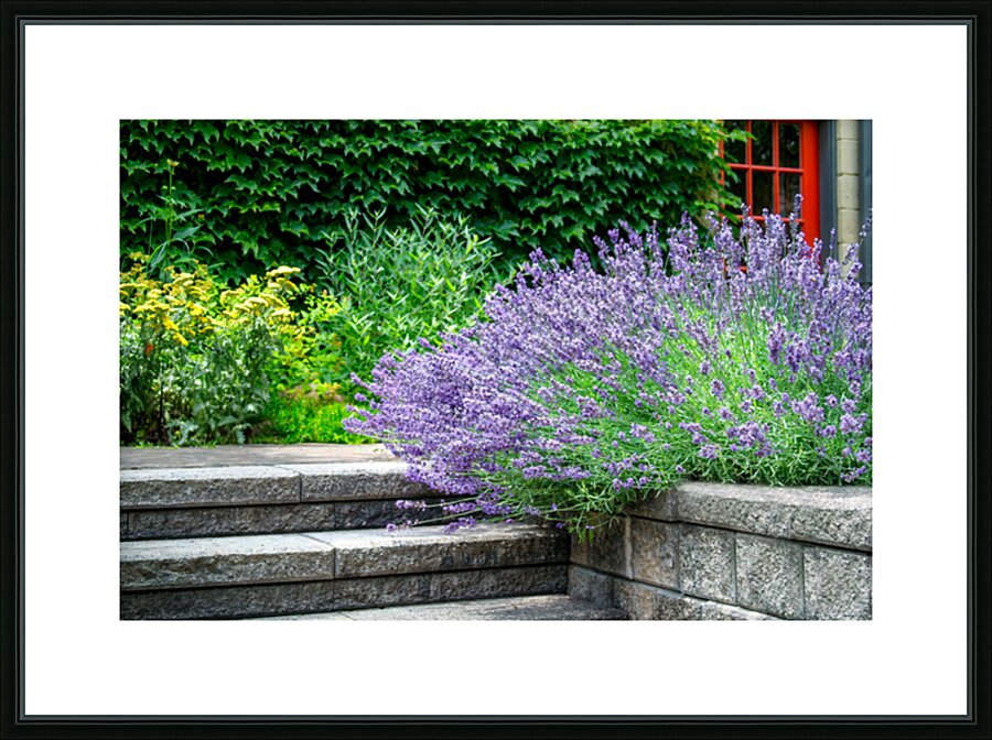Lavender Near the Steps Picture Frame print
