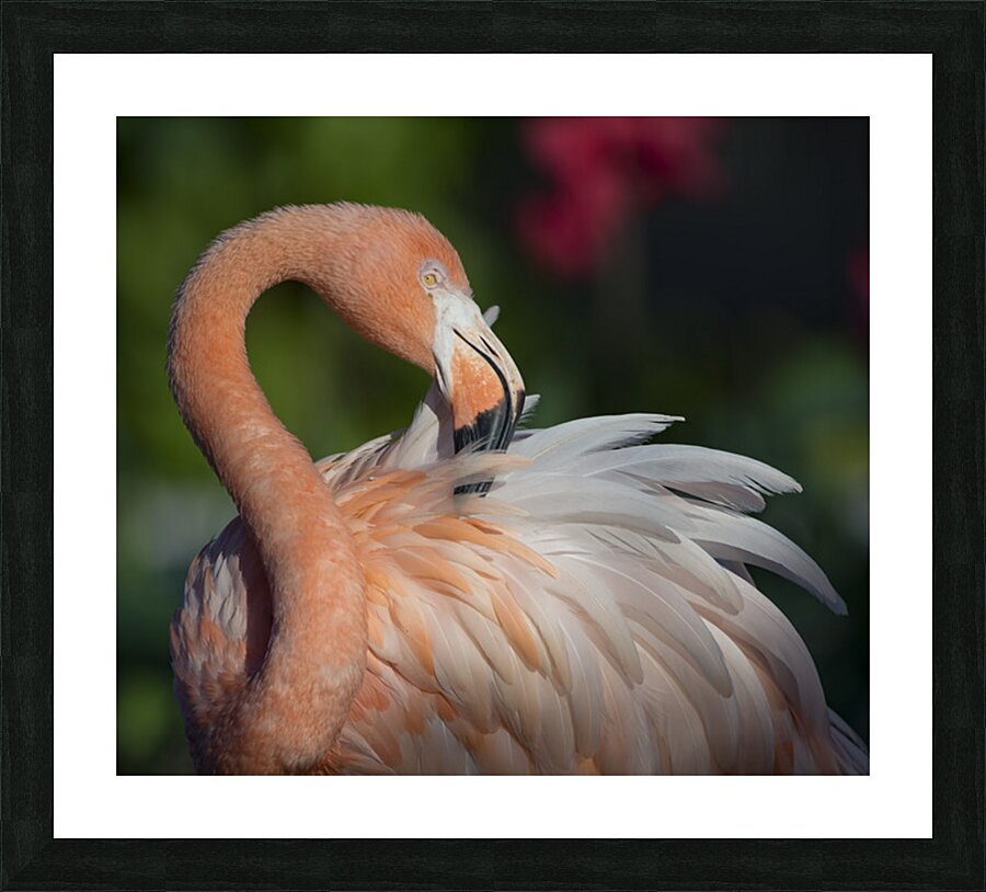 Flamboyance Picture Frame print