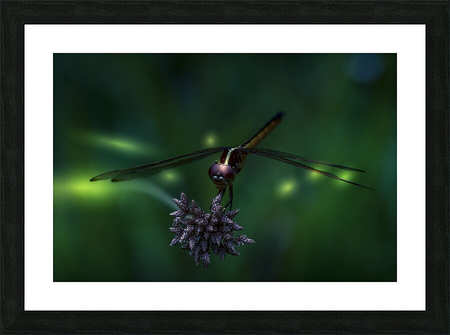 Sittin on a star Picture Frame print