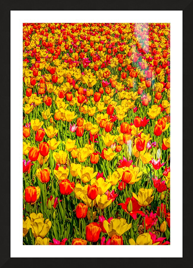 Tulips - 2.  Framed Print Print