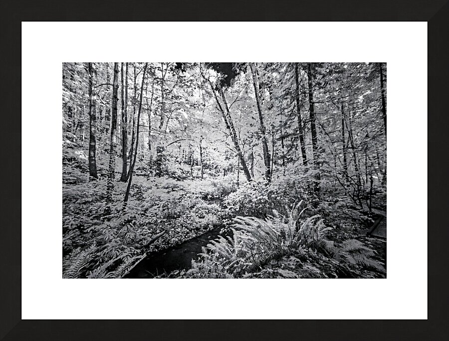 Brooklyn Creek  Framed Print Print