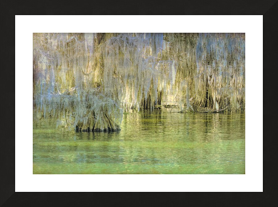 Louisiana Bald Cypress Light Beams Picture Frame print