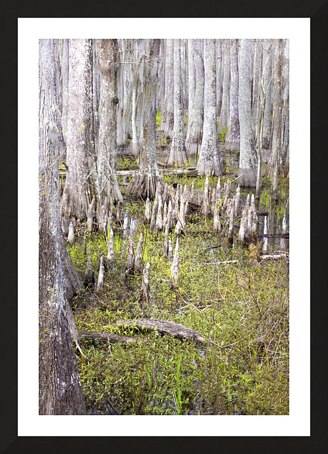 Atchafalaya National Preserve Cypress Trees Picture Frame print