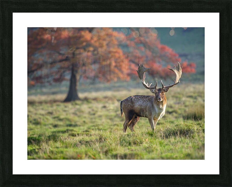 Fine Art print