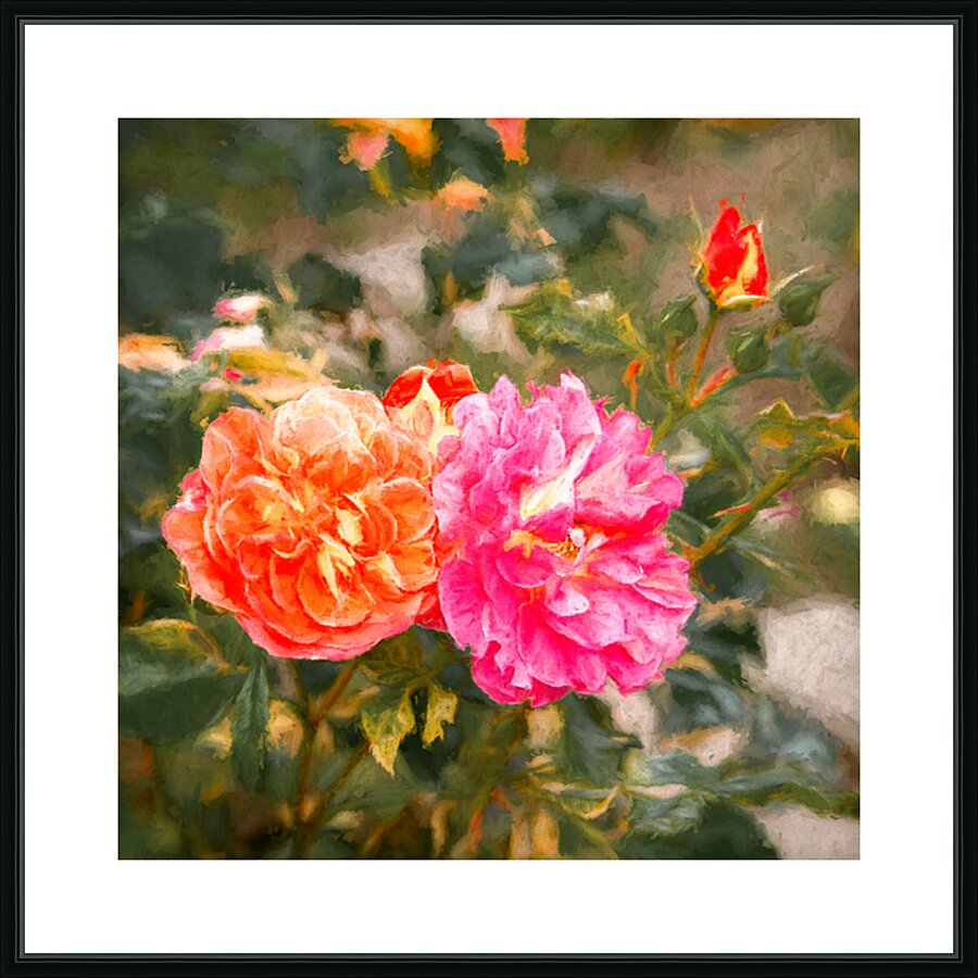 One Rose Bush - Different Colors Picture Frame print