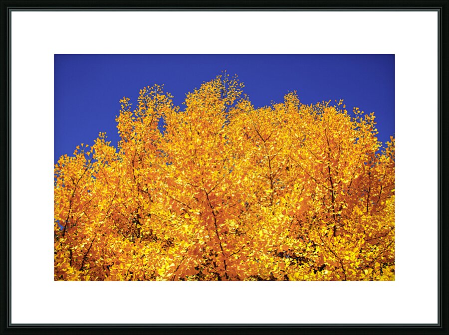 Yellow  Ginkgo Biloba Leaves Picture Frame print