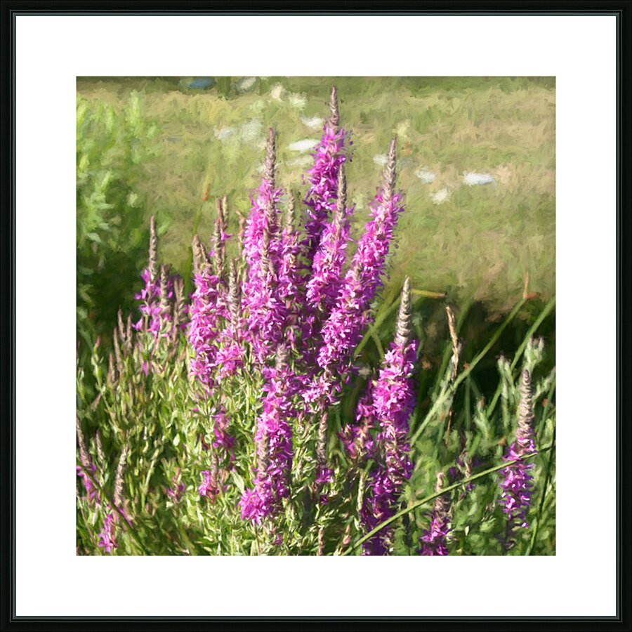 Loosestrife Wild Flowers in a Ditch Picture Frame print