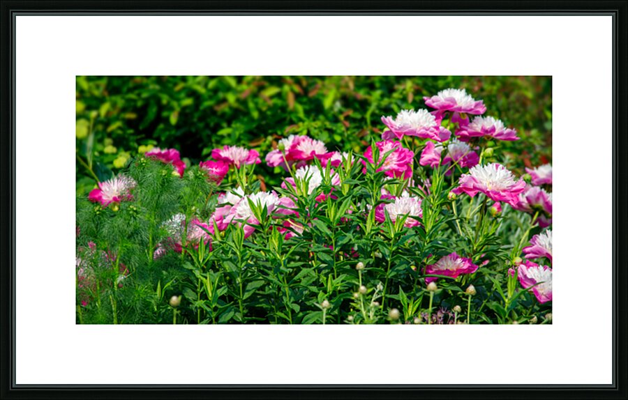 Peonies are Always in Style Picture Frame print