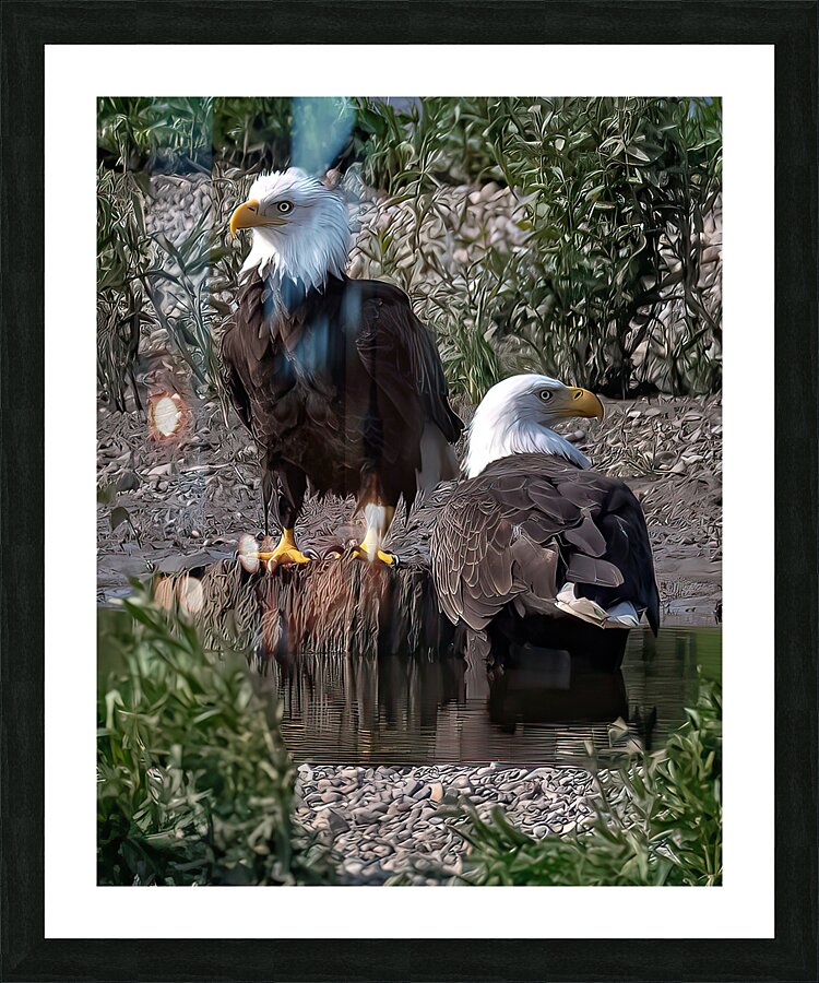 Bald Eagle Pair  Picture Frame Printing