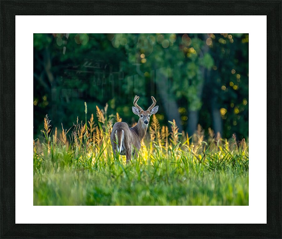 Curious deer Picture Frame print