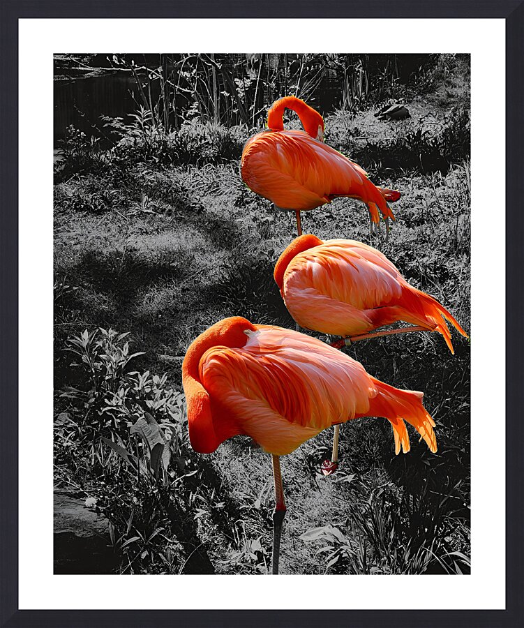 Flamingos Tucked  Framed Print Print