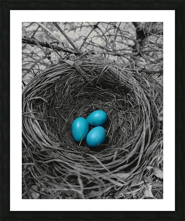 Robin Eggs   Framed Print Print